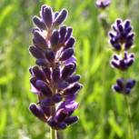 Lavandula-angustifolia01