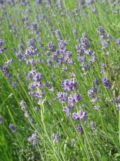 km000191-Lavendel