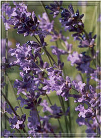 lavendel02